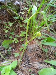 Podophyllum hexandrum