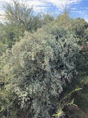 Chenopodium gaudichaudianum