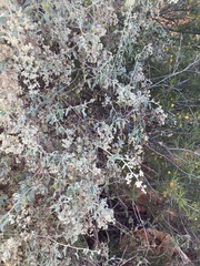 Chenopodium gaudichaudianum