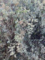 Chenopodium gaudichaudianum