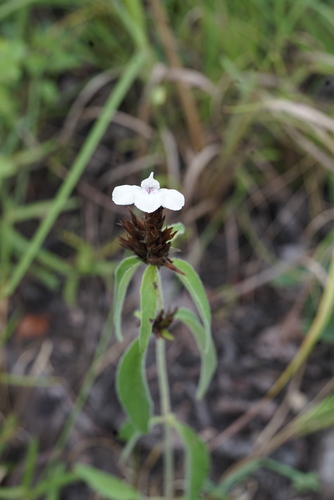 Lepidagathis pallescens image