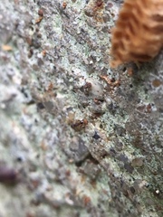 Insecta