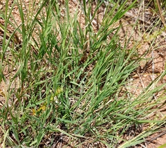 Cleistogenes squarrosa