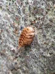Insecta