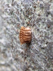Insecta