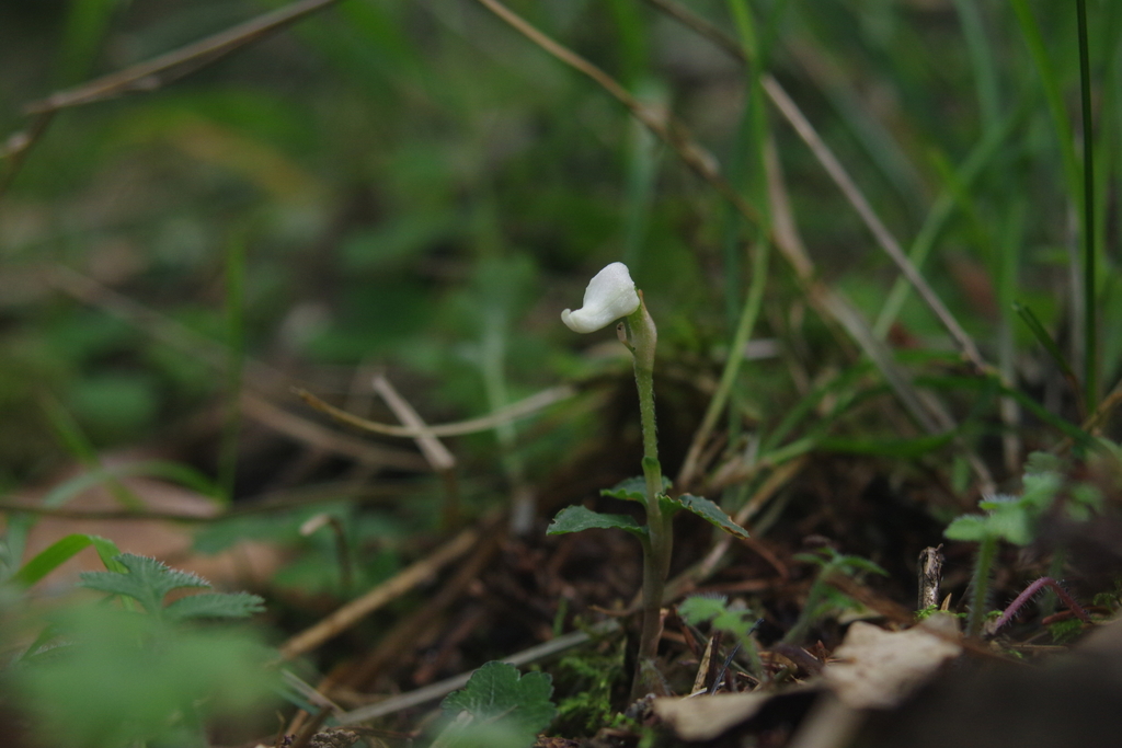 Odontochilus drymoglossifolius