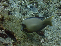 Acanthurus tristis