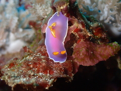 Hypselodoris iba