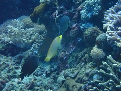 Halichoeres solorensis