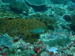 Siganus spinus