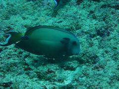 Acanthurus tennentii