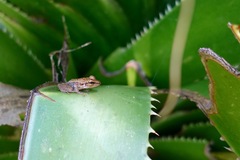 Guibemantis