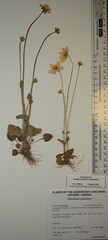 Parnassia palustris