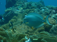 Acanthurus leucocheilus