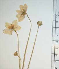 Parnassia palustris