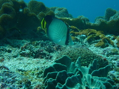Chaetodon decussatus