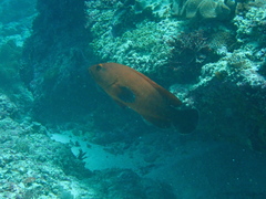 Cephalopholis nigripinnis