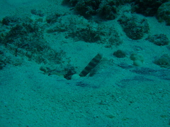 Amblyeleotris wheeleri