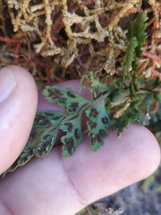 Asplenium billotii image