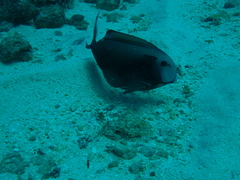 Acanthurus tennentii