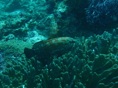 Cephalopholis nigripinnis