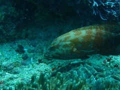 Cephalopholis nigripinnis