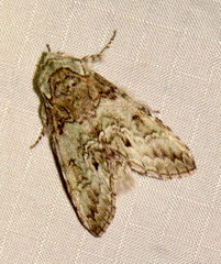 Macrurocampa marthesia