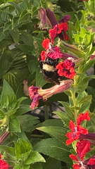 Bombus pensylvanicus