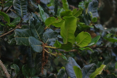 Quercus spinosa