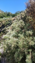 Genista tenera