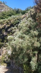 Genista tenera