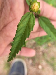 Sida acuta