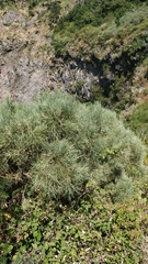 Genista tenera