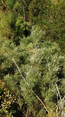 Genista tenera