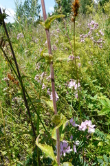 Campanula bononiensis