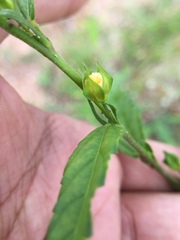 Sida acuta