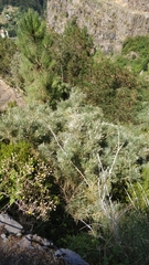 Genista tenera
