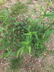 Sida acuta
