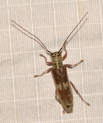 Saperda discoidea