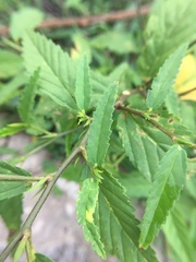 Sida acuta