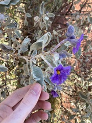 Solanum lasiophyllum