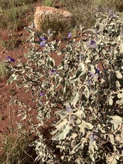 Solanum lasiophyllum