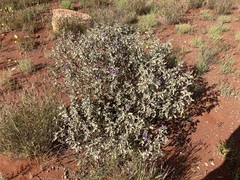 Solanum lasiophyllum