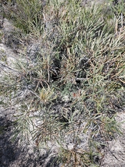 Banksia shuttleworthiana