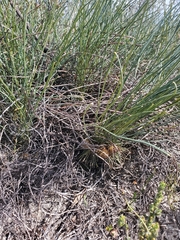 Banksia subulata