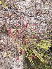 Darwinia speciosa