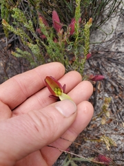 Darwinia speciosa