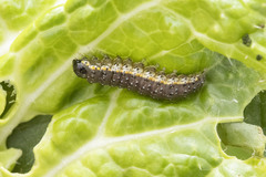 Evergestis pallidata