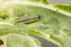 Evergestis pallidata