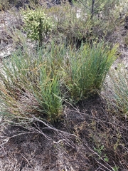 Banksia subulata